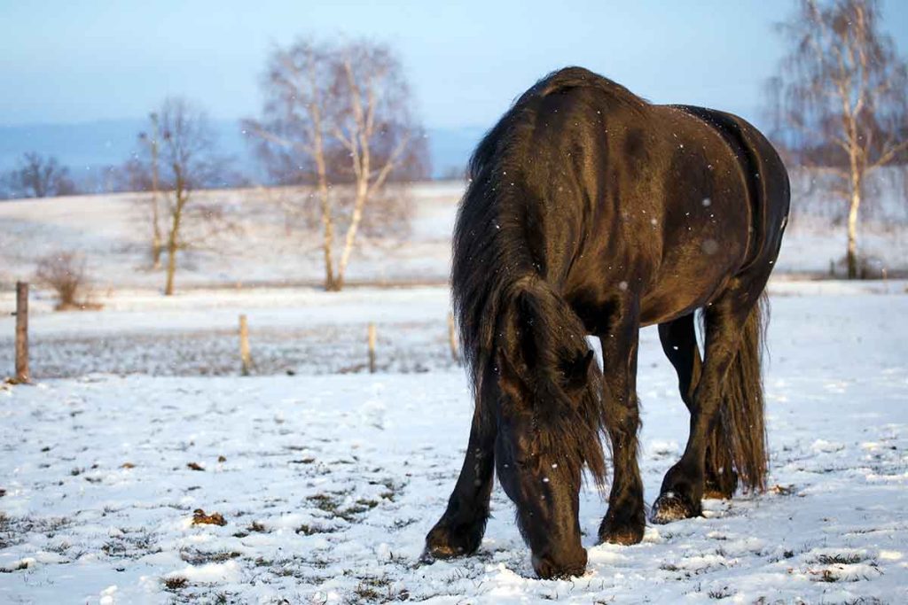Horse winter grazing