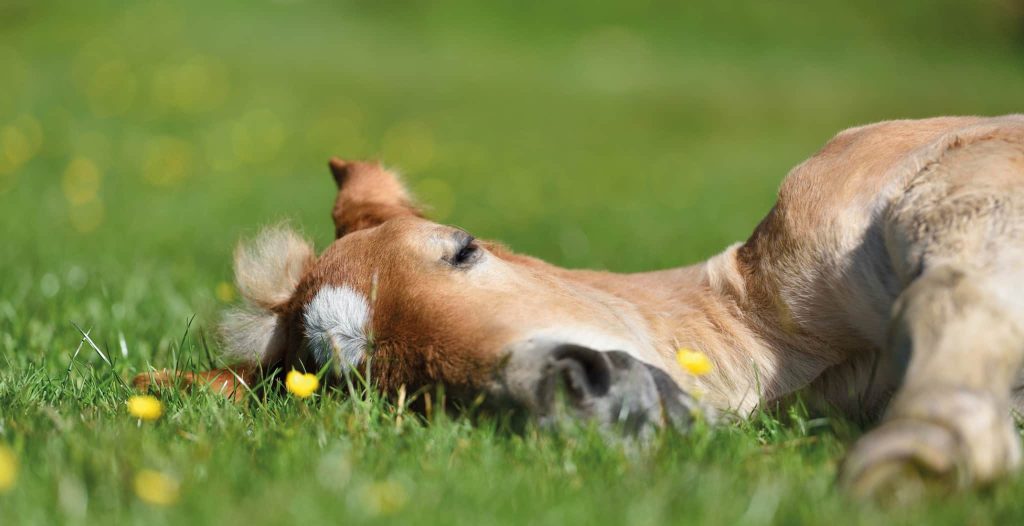 Horse asleep in a meadow