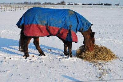 Horse feeding on hay in winter