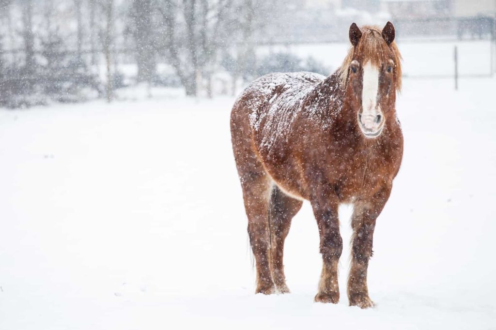 Old horse in a snowy pasture